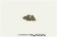 藏品(日本細鱗蘚)的圖片